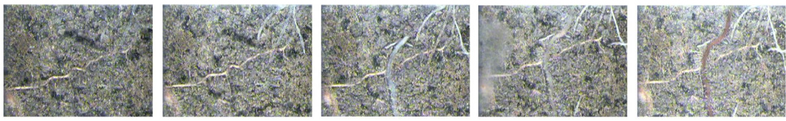 Gesche Blume-Werry, fine roots, tundra, root phenology, decomposition, Greifswald, Abisko, Umeå, peatland, wetland, boreal forest, Gesche, PostDoc