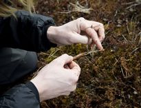 Gesche Blume-Werry, fine roots, tundra, root phenology, decomposition, Greifswald, Abisko, Umeå, peatland, wetland, boreal forest, Gesche, PostDoc, Eriophorum